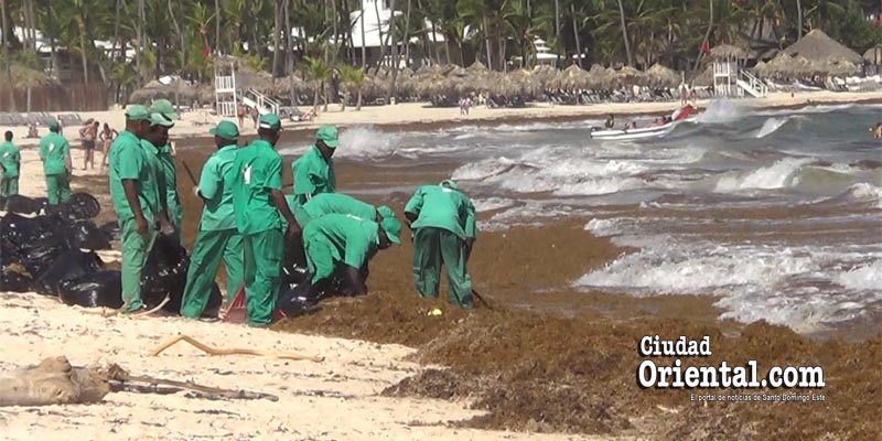 Algas invaden playas de Bávaro, Punta Cana