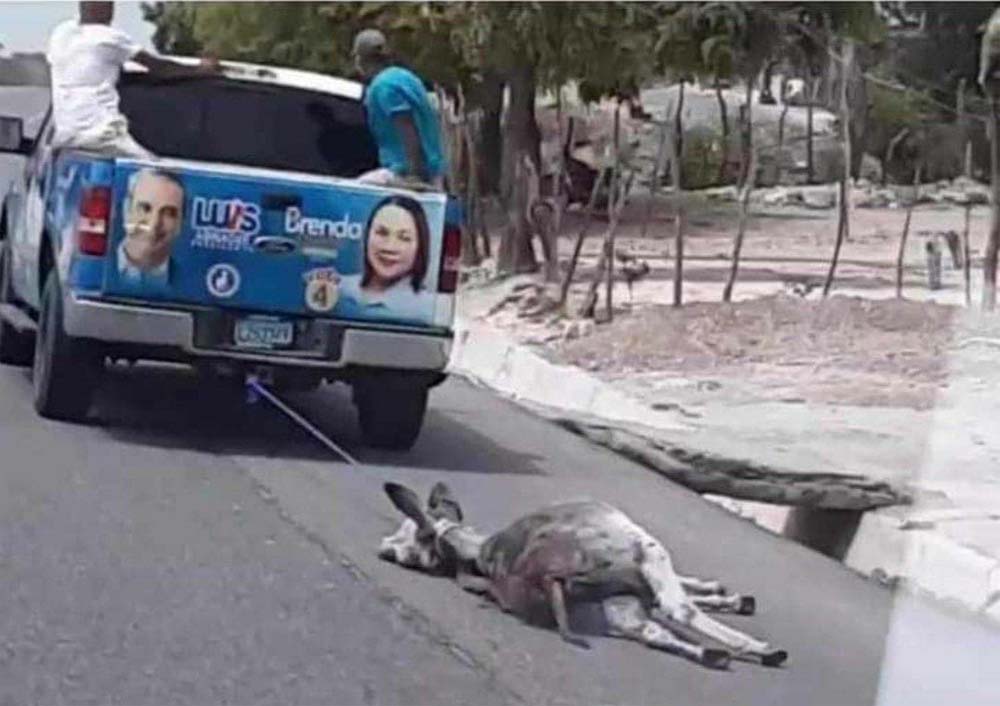 Animal arrastrado / Foto ilustrativa