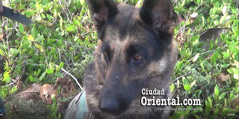 La perra Lola, del Cuerpo de Bomberos de SDE, especializada en busqueda de personas