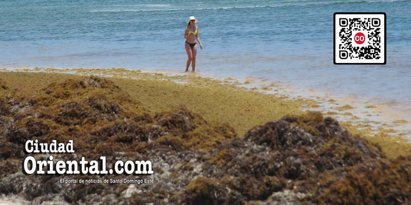 Una turista camina solitaria junto a los sargazo en una playa de Bávaro, en Punta Cana.
